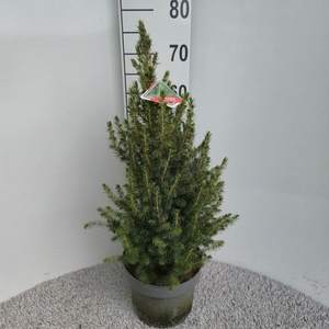 PICEA GL CONICA