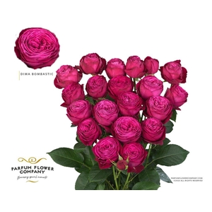 Rosa spray dima bombastic