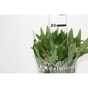 ALSTROEMERIA PURPLE RAIN 080 CM