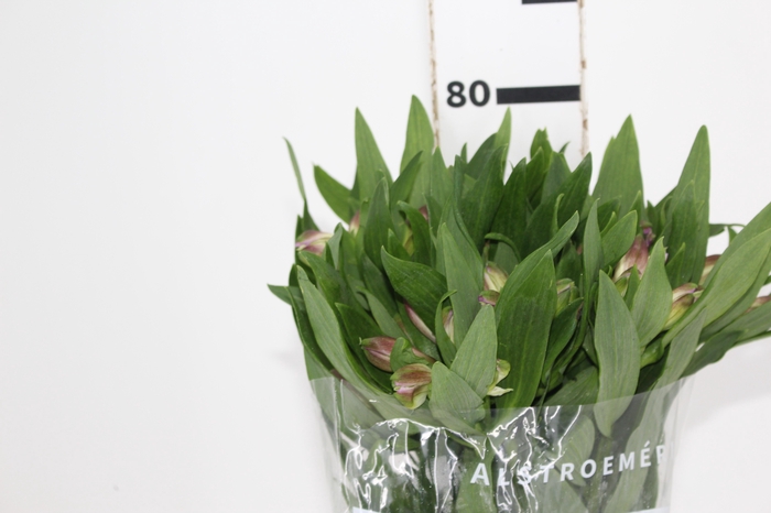 ALSTROEMERIA PURPLE RAIN 080 CM