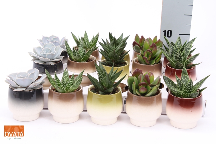 <h4>SUCC GEM 5 SRT</h4>