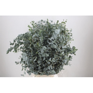 Euca Gunny 300gr Ex P Bunch