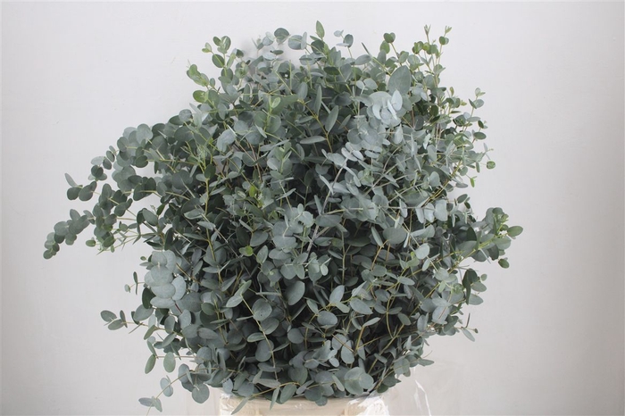 <h4>Euca Gunny 300gr Ex P Bunch</h4>