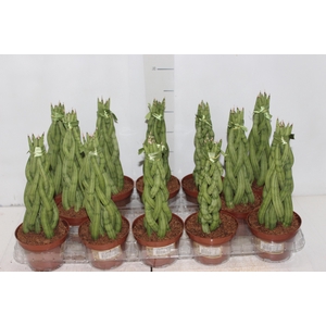 SANSEVIERIA TRANCADO TORRE P10