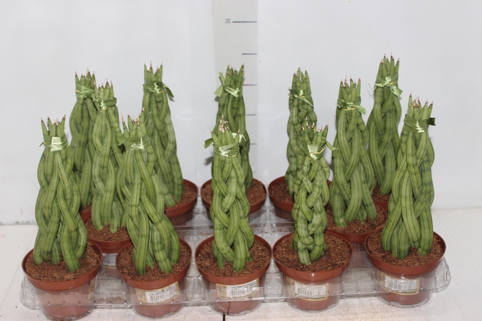<h4>SANSEVIERIA TRANCADO TORRE P10</h4>