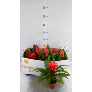 Bromelia   ...mix