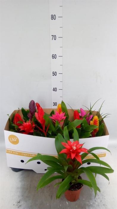 <h4>Bromelia ...mix</h4>