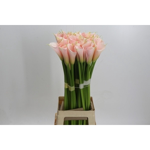 Zantedeschia Eydolls Salmon