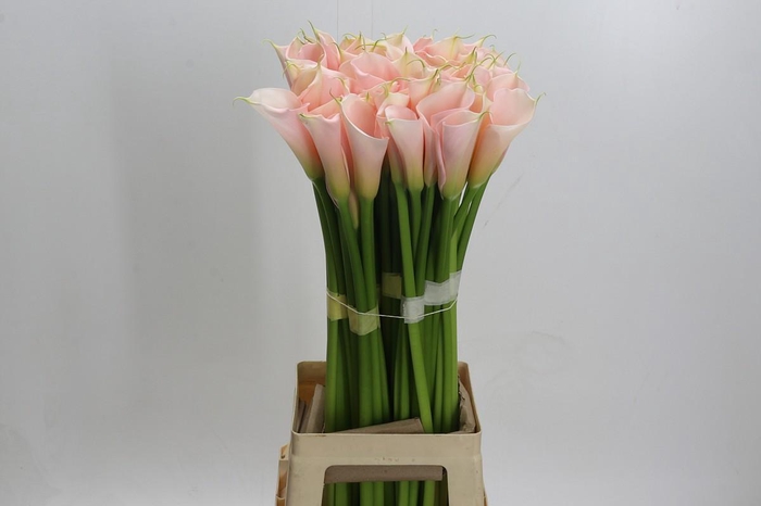 Zantedeschia Eydolls Salmon