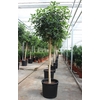 Ficus Australis