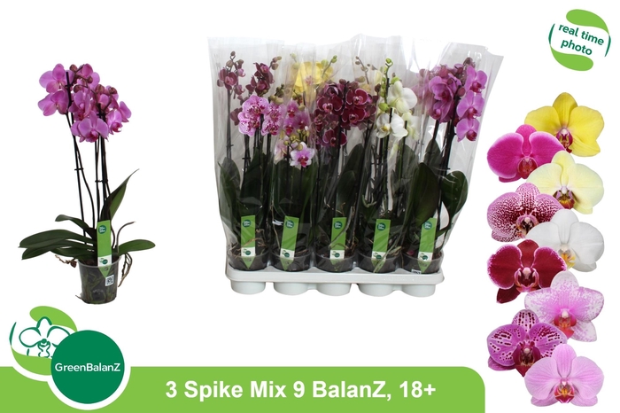 <h4>PHAL GEM 9 KL</h4>