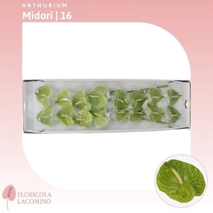 Anthurium Midori
