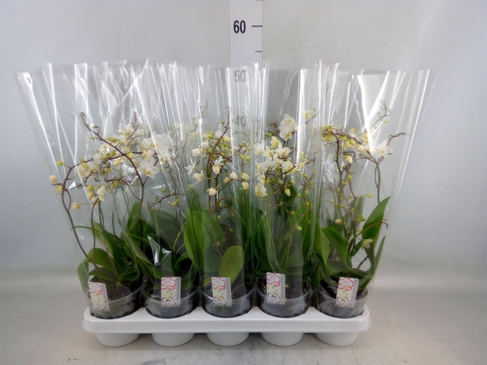 <h4>Phalaenopsis multi.   ...white</h4>