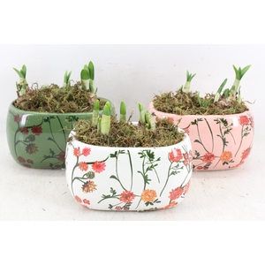 arr4 Narcis FL - Early springtime ovaal