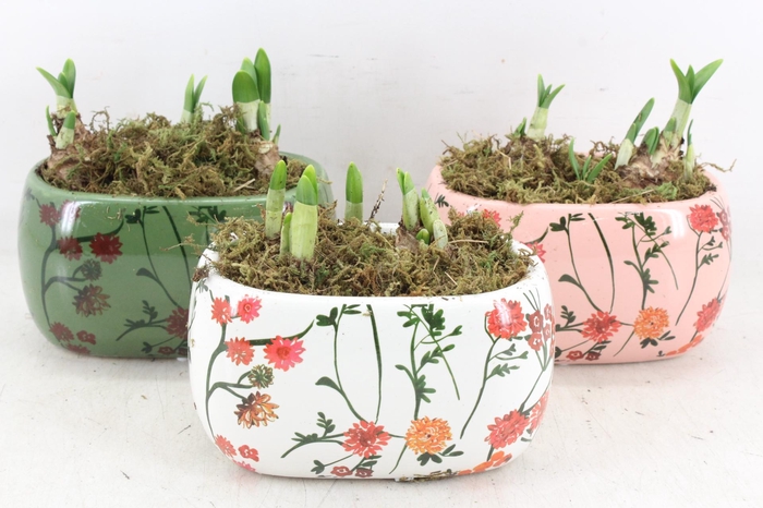 <h4>arr4 Narcis FL - Early springtime ovaal</h4>