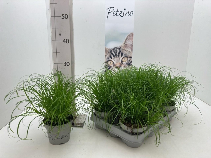 <h4>CYPER ALT ZUMULA</h4>