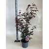 arr8 Acer Pa Atropurpureu