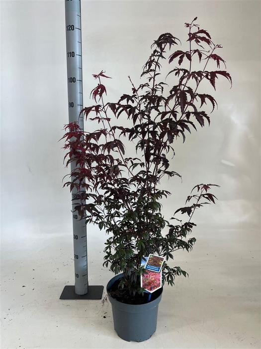 arr8 Acer Pa Atropurpureu