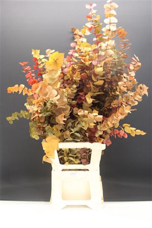 <h4>Stuartiana Stabiliseerd 85cm</h4>