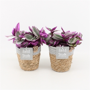 Tradescantia Nanouk in Basket