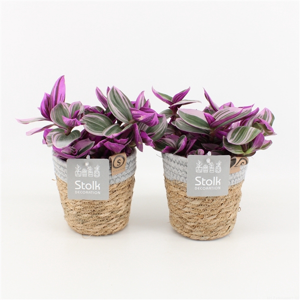 <h4>Tradescantia Nanouk in Basket</h4>