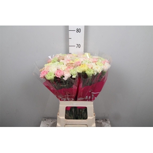 Di St Gemengd In Bos (pastel)