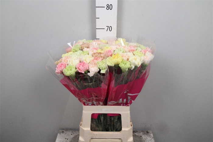 <h4>Di St Gemengd In Bos</h4>