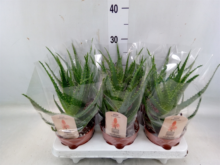 <h4>Aloe arborescens</h4>