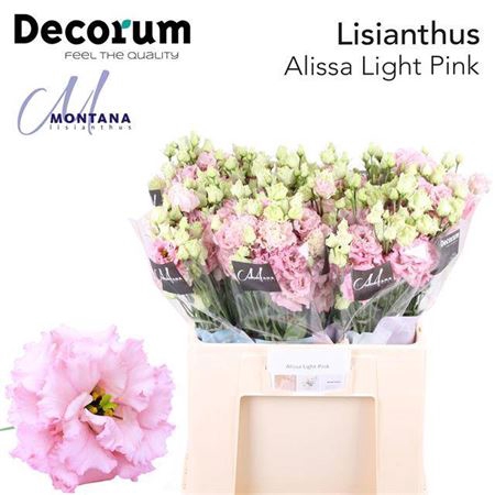 <h4>Eus G Alissa Light Pink</h4>