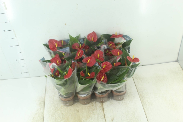 <h4>ANTHURIUM VARIADO P09</h4>