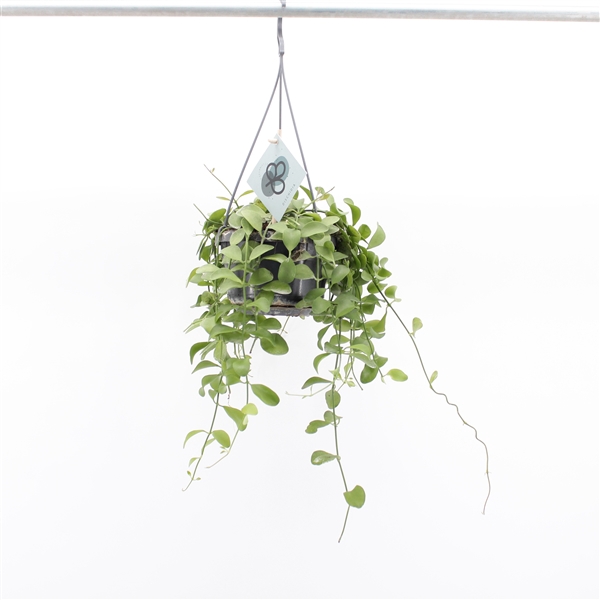 <h4>Dischidia Oiantha Hang</h4>