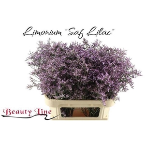 LIM SAFORA LILAC