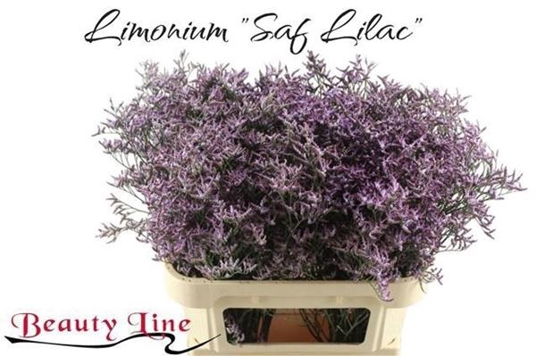 <h4>LIM SAFORA LILAC</h4>