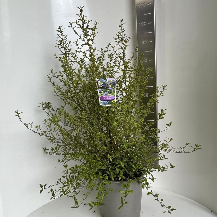 <h4>Ceanothus thyrsiflorus</h4>