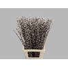 SALIX CA SNOW FLAKE