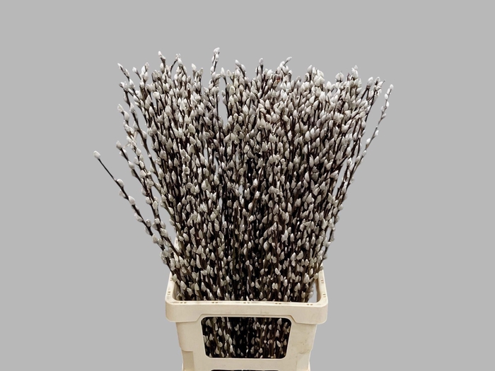<h4>SALIX CA SNOW FLAKE</h4>