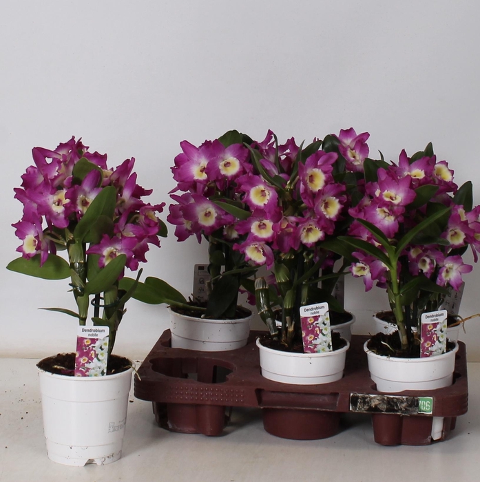 <h4>DEND NOBILE</h4>