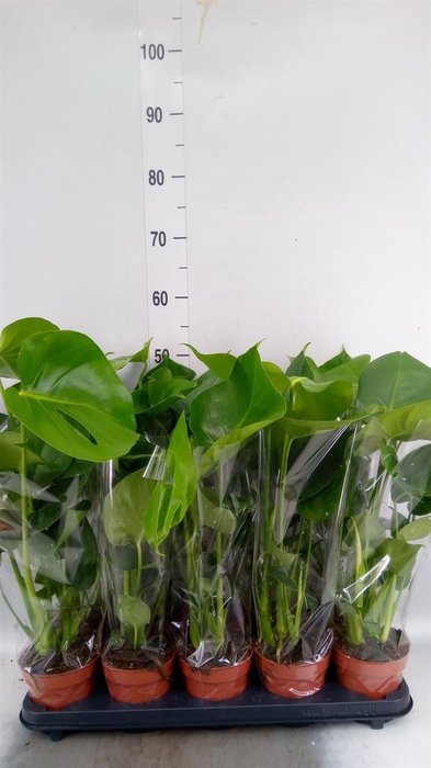 <h4>Monstera delic.</h4>
