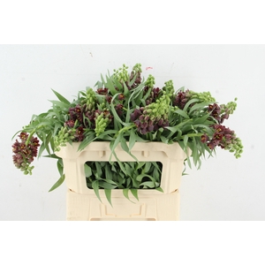 FRIT PERSICA ARTISTIEK