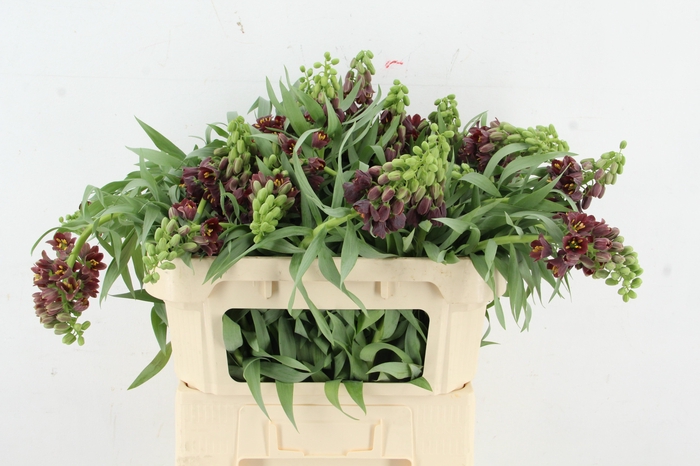 <h4>FRIT PERSICA ARTISTIEK</h4>