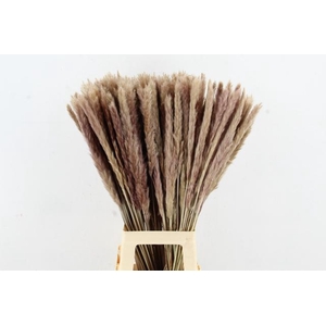 DF Pampas Silvy  Natural