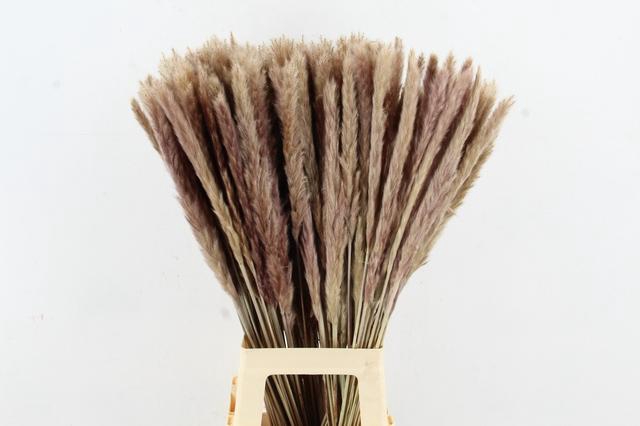 <h4>DF Pampas Silvy Natural</h4>