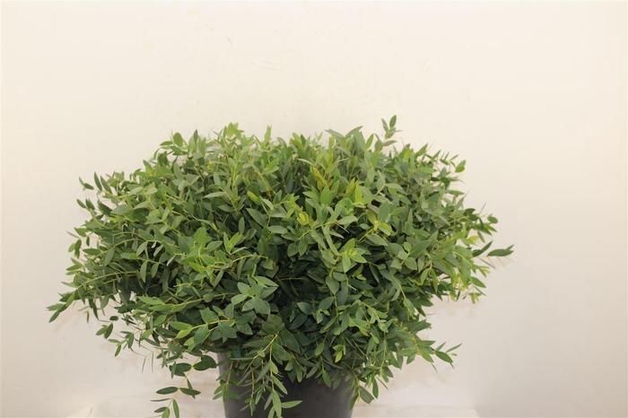 Euca Parvifolia Port 55 Cm Per Tak