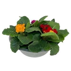 Primula in zinken schaal gemengd 308