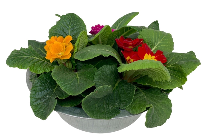 <h4>Primula in zinken schaal gemengd 308</h4>