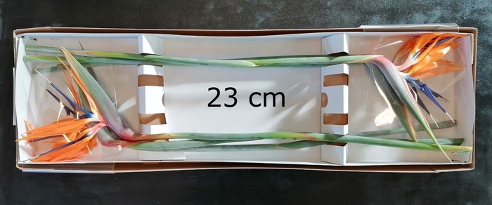 <h4>STREL REGINAE BLOEM</h4>