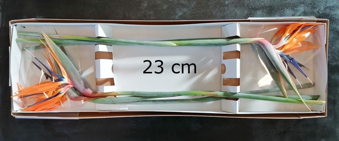 <h4>STREL REGINAE BLOEM</h4>