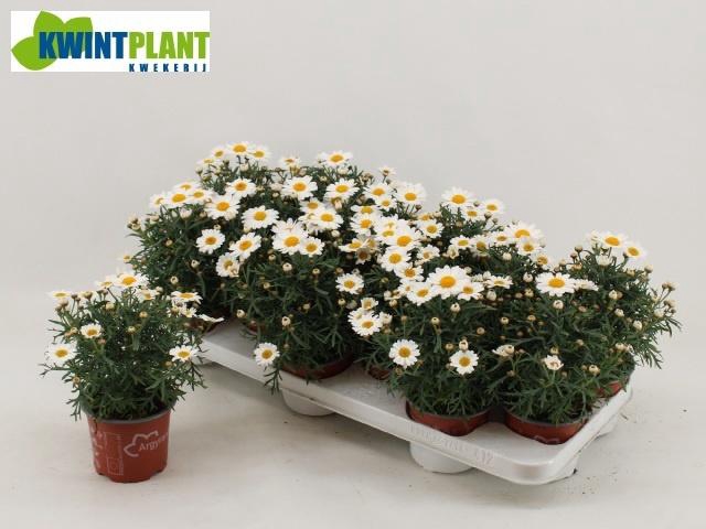 <h4>ARG LA RITA C WHITE</h4>