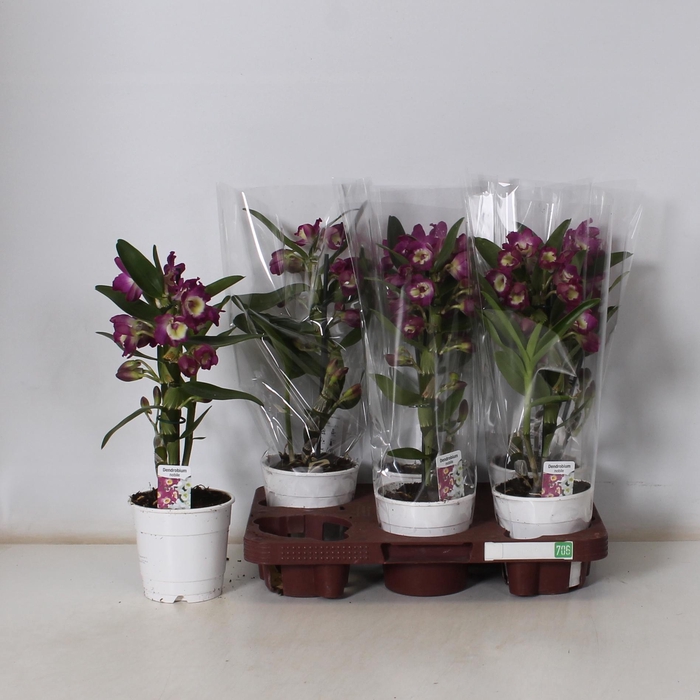 <h4>DEND NOBILE</h4>