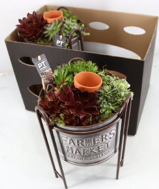 <h4>ARR SEMPERVIVUM</h4>